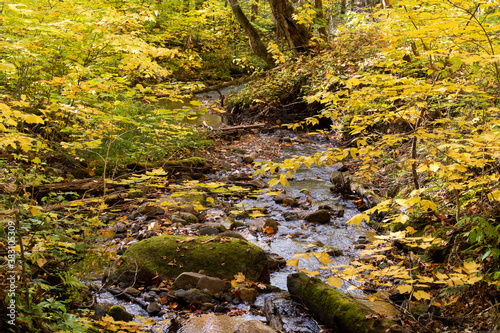 Autumnal view of a peaceful stream surrounded by forest  in Canada