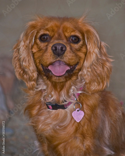 closeup head portrait of a ruby red ginger cavalier king charles spaniel dog with soulful eyes and a happy smile on a blurred grey natural background © Sarit Richerson