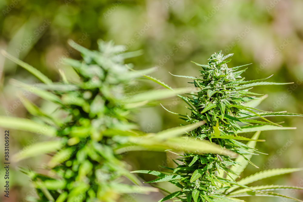 A marijuana plant, cannabis, in its natural environment A marijuana plant, cannabis, in its natural environment