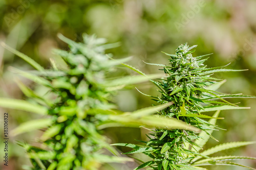 A marijuana plant, cannabis, in its natural environment 