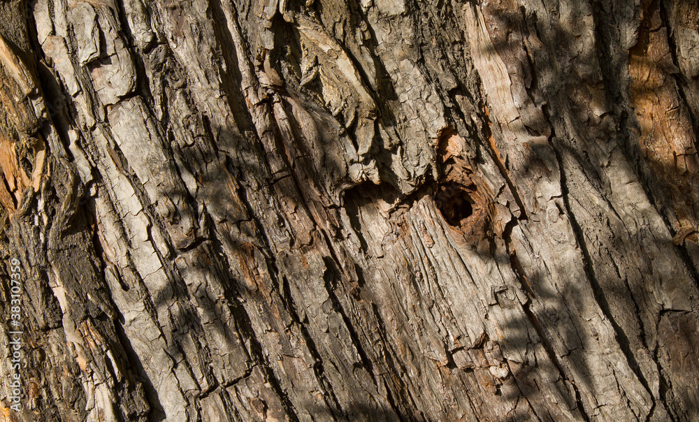 Horizontal close-up of old brown dry tree bark with hole. Wood pattern. Shadows and sunlight on picture. Natural Background/Textures Horizontal close-up of old brown dry tree bark with hole. Wood pattern. Shadows and sunlight on picture. Natural Background/Textures