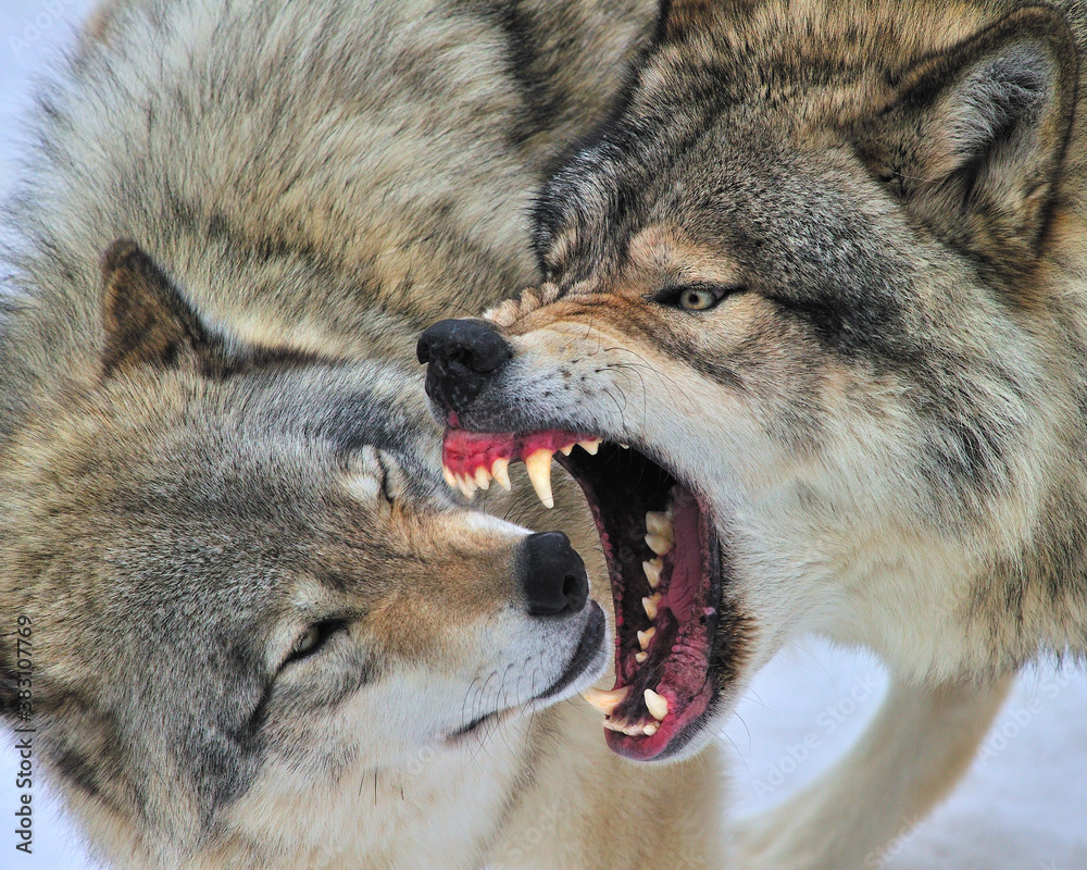 Fototapeta captive wolves at play, Canada  - one showing teeth