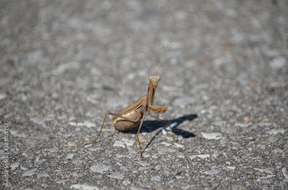 Brown praying mantis crossing a road in Ontario, Canada Brown praying mantis crossing a road in Ontario, Canada