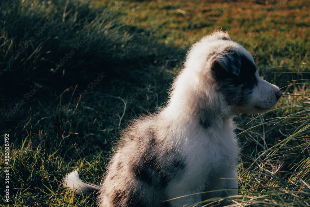 Obraz premium Border collie puppy playing in the grass