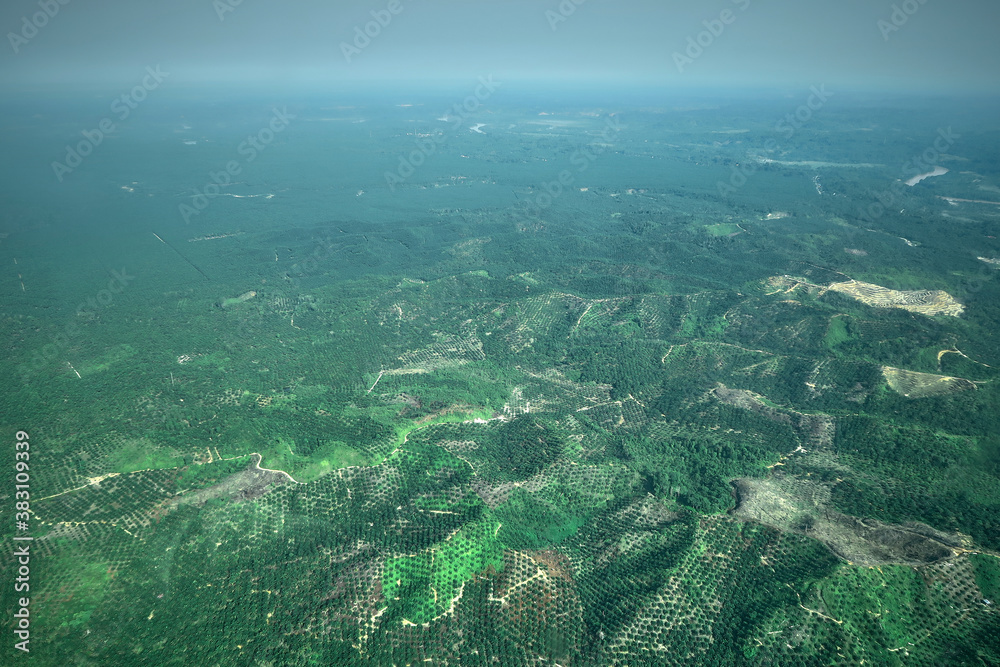 Palm tree plantation, Aerial View of rainforest deforestation in Indonesia for Palm Oil trade Palm tree plantation, Aerial View of rainforest deforestation in Indonesia for Palm Oil trade