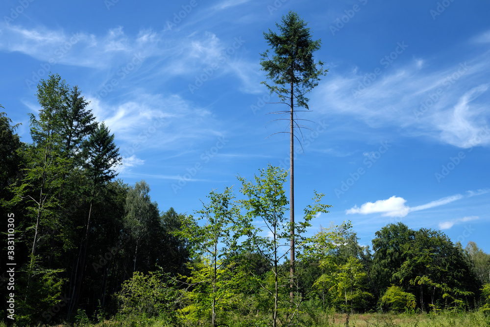 Obraz premium Einzelner hoher Baum in einer Lichtung im Wald bei sonnigem Wetter mit blauem Himmel und weißen Schleierwolken - Stockfoto