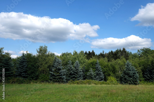 Grüne Wiese und unterschiedlich grüne Bäume bei sonnigem Wetter mit blauem Himmel und weißen Wolken - Stockfoto
