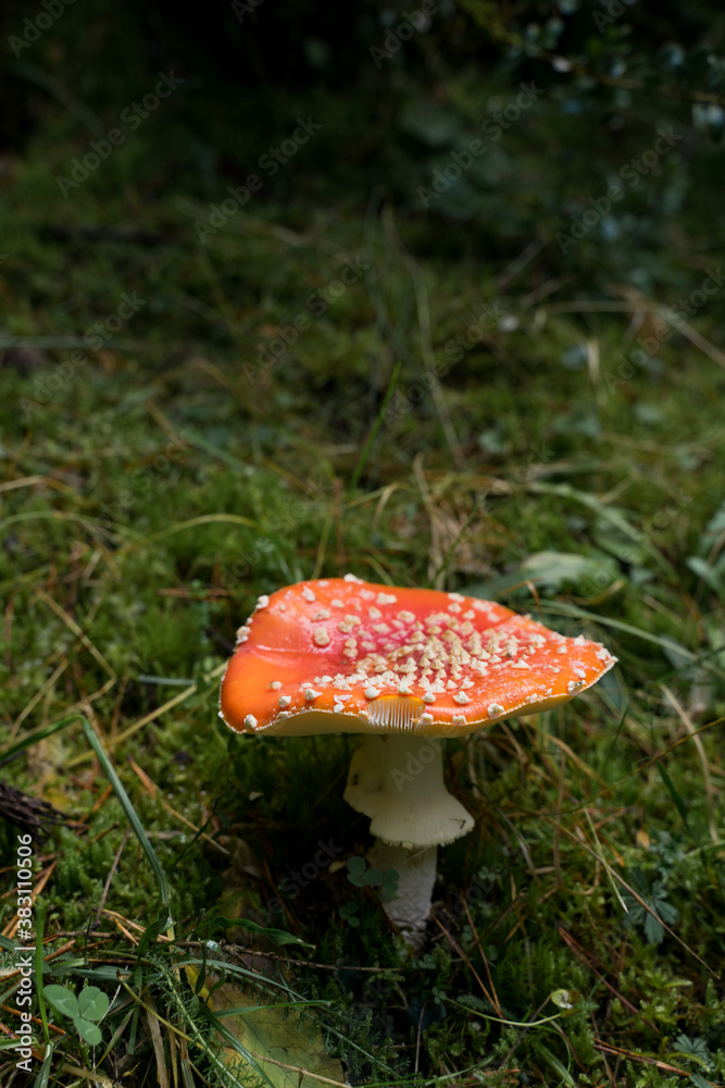 Toxic Mushroom in the Forest (amanita Muscaria) Toxic Mushroom in the Forest (amanita Muscaria)