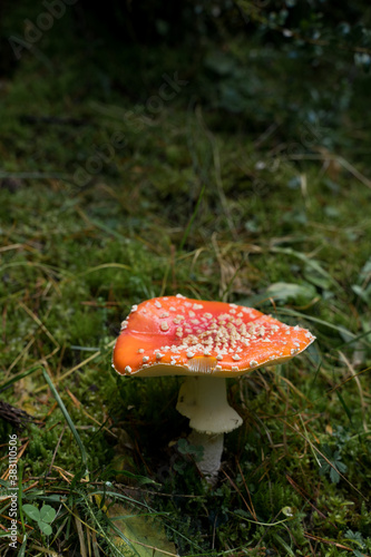 Toxic Mushroom in the Forest (amanita Muscaria)