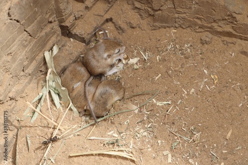 Young lesser jerboa, Jaculus jaculus photo