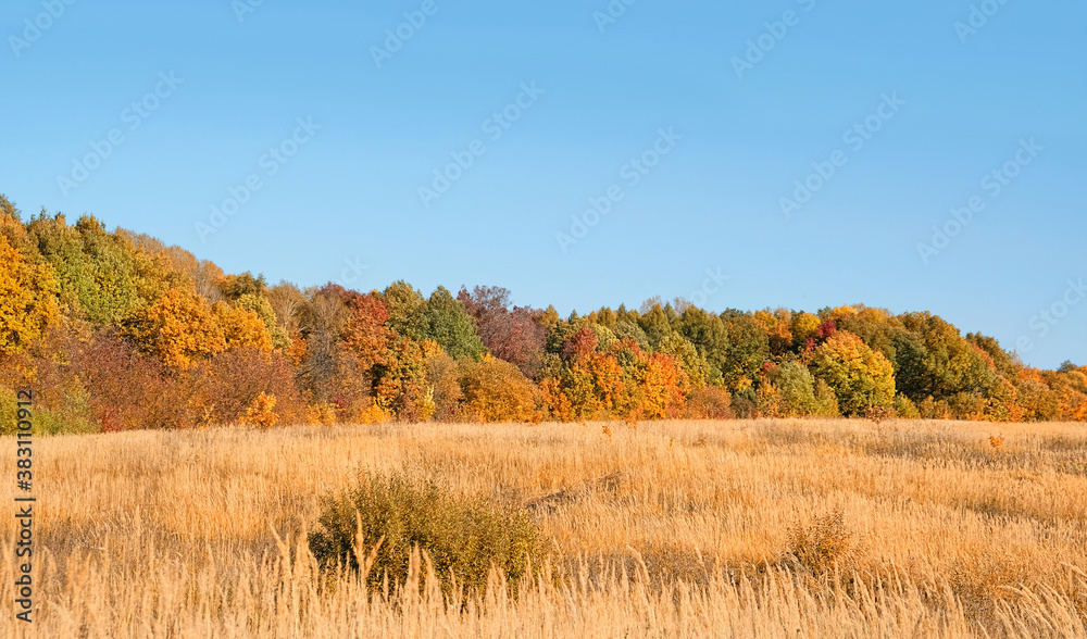 golden field and forest. beautiful autumn background. fall time season landscape golden field and forest. beautiful autumn background. fall time season landscape