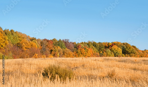golden field and forest. beautiful autumn background. fall time season landscape