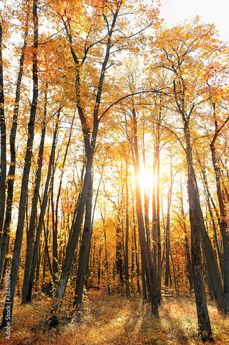 autumn sunny forest landscape. golden forest. beautiful autumn background. fall time season 