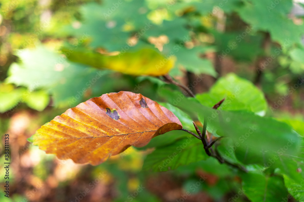 Branch with yellowing leaves in the autumn forest. Branch with yellowing leaves in the autumn forest.