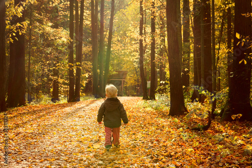 Little boy walk in autumn park wit dry yellow leaves