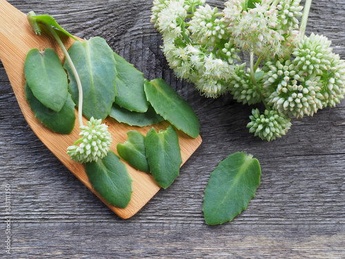 A bouquet of medicinal plants sedum album with white flowers and leaves in a wooden spoon on a wooden background, top view, copy space. Useful herb hylotelephium for use in alternative medicine photo