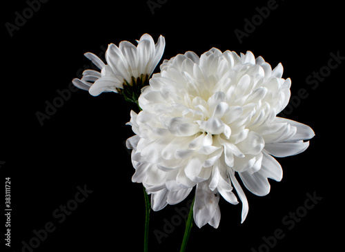 Fototapeta Naklejka Na Ścianę i Meble -  Crisantemos blancos