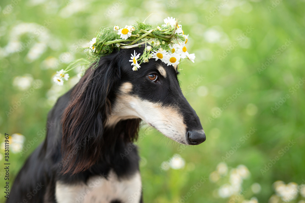 saluki dog breed outdoor in flower collar
saluki dog breed outdoor in flower collar