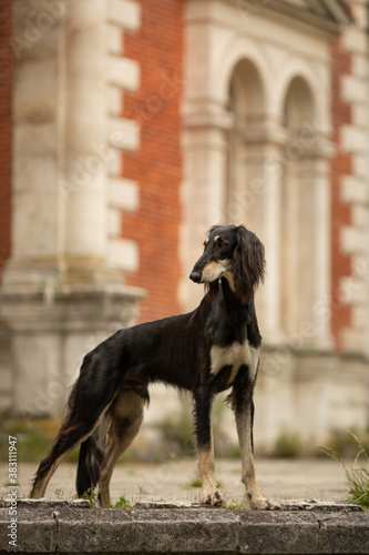 saluki dog breed outdoor in beautiful ancient architecture 