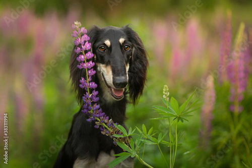 saluki dog breed portrait outdoor in flowers
 photo