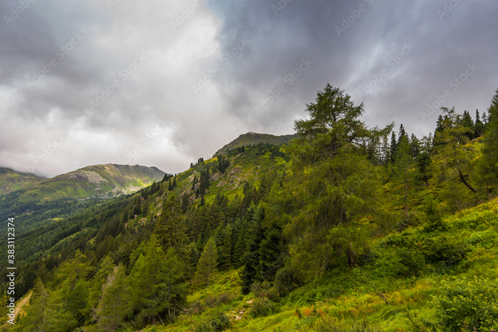 green trees and plants while hiking on a mountain green trees and plants while hiking on a mountain