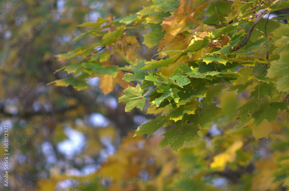 autumn leaves in the forest