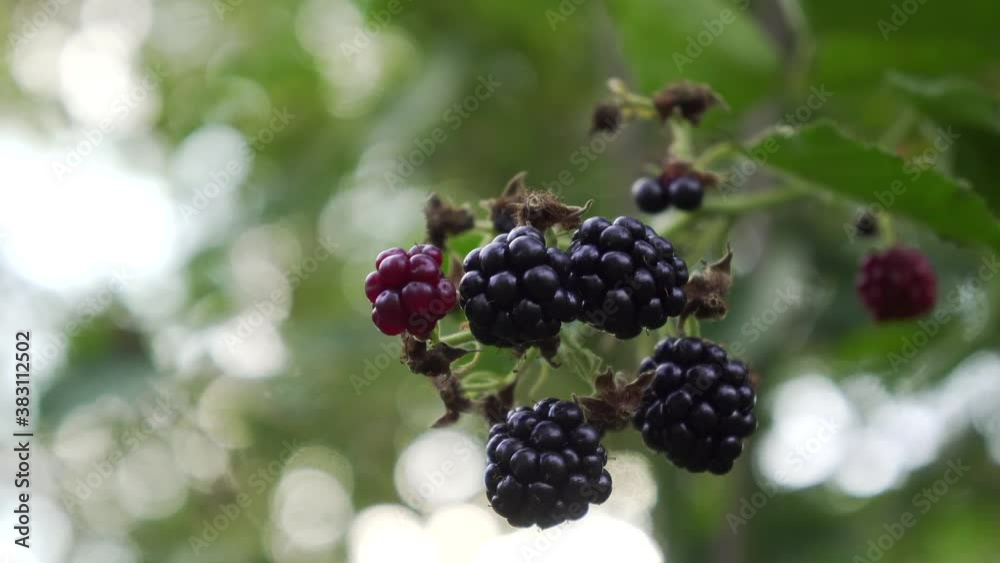 Blackberries on a branch in an organic garden. Close-up of a berry. Blackberries on a branch in an organic garden. Close-up of a berry.
