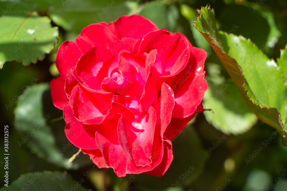 Obraz premium Red rose in a garden during summer