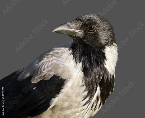 Wallpaper Mural Young hooded crow Torontodigital.ca