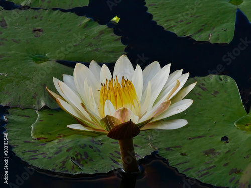 Closeup view of white blooming water lily  nymphaeaceae  with green leaves floating on the water of Thamakalane River  Maun  Botswana.