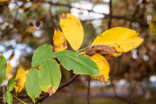 Green and yellow large walnut leaves turn yellow in mid-autumn and will soon fall, winter is coming soon