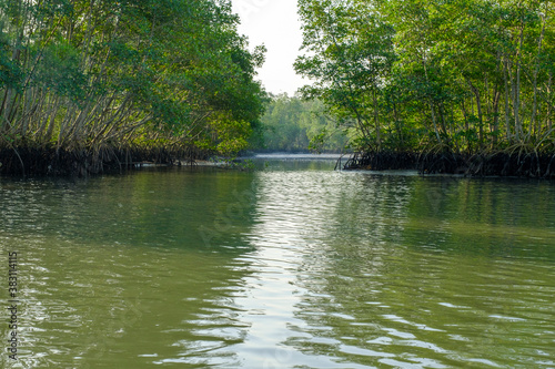 reflection of trees in the water