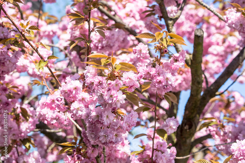 Cherry blossom blooming © robertdering