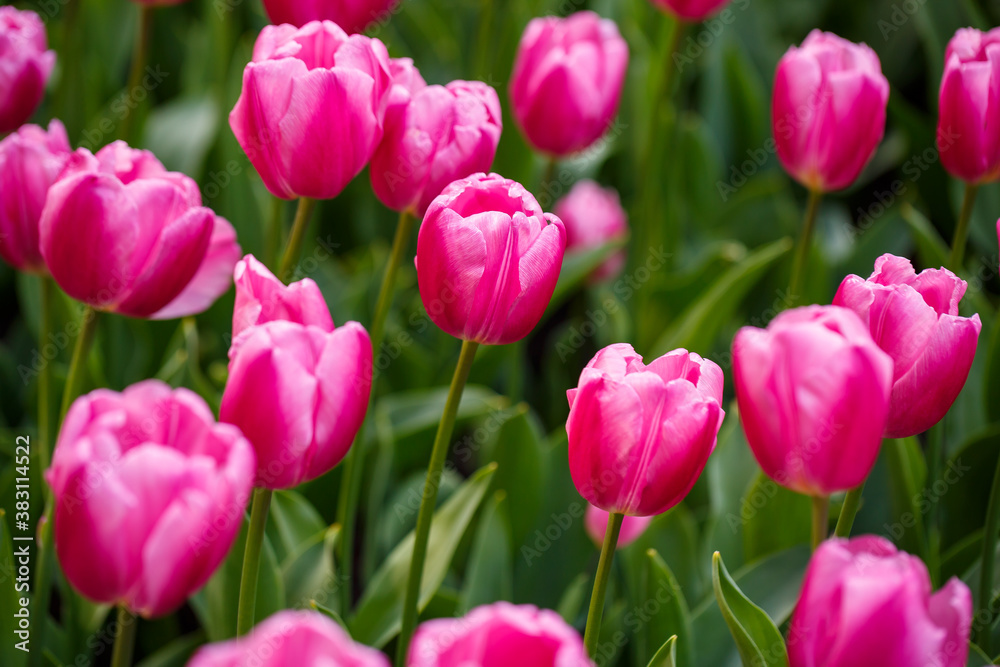 Many beautiful tulips of bright pink color are planted in a large flowerbed with green leaves. Pink tulips on a sunny day Many beautiful tulips of bright pink color are planted in a large flowerbed with green leaves. Pink tulips on a sunny day