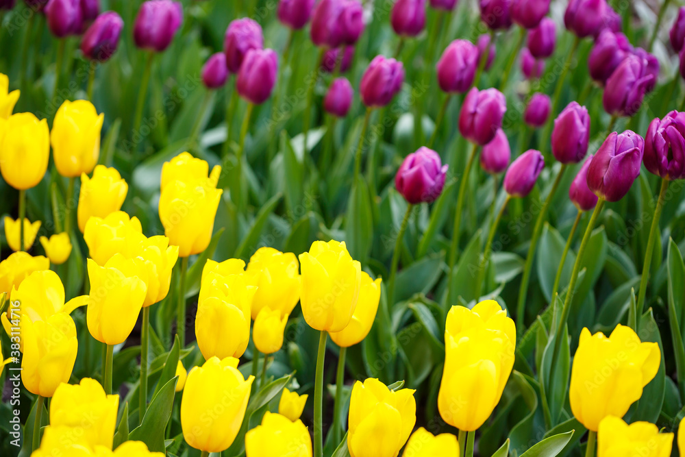 The photo was taken in the city park tulip alley. In the photo, yellow tulips are blooming The photo was taken in the city park tulip alley. In the photo, yellow tulips are blooming