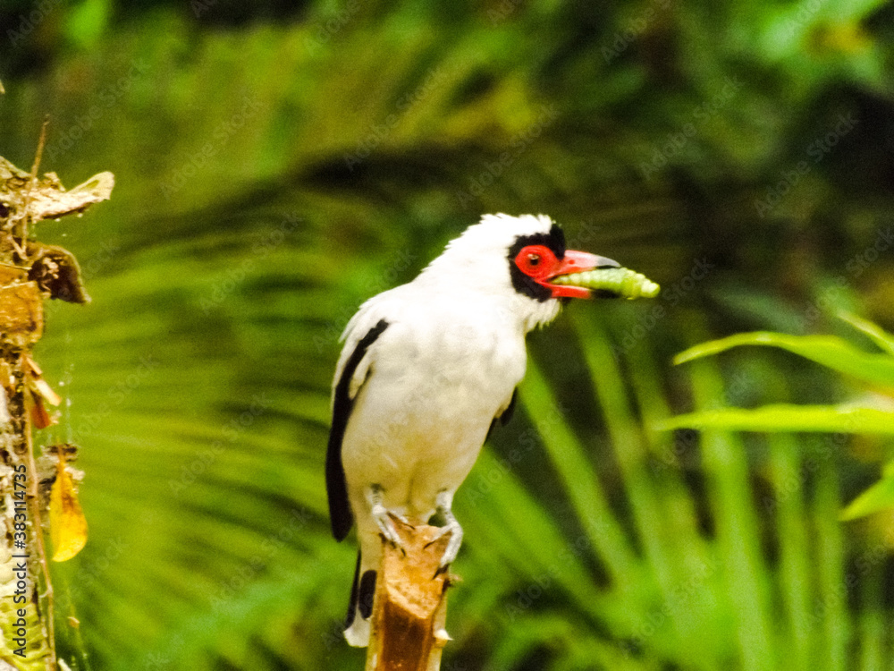 Obraz premium red billed hornbill