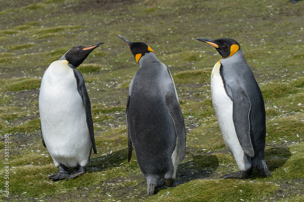 Fototapeta premium Three King Penguins signaling to each other on Salisbury Plain in South Georgia Islands