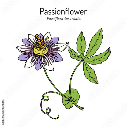 Purple passionflower Passiflora incarnata , medicinal plant photo