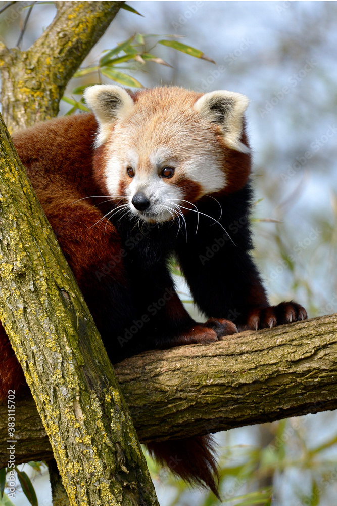 Fototapeta premium Red panda (Ailurus fulgens) on branch tree 