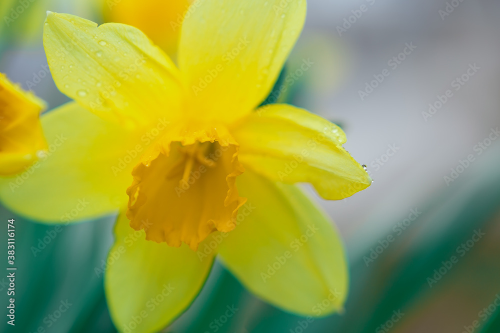 Yellow daffodil flower on a defocused background. Selective focus on the central part of the flower. Closeup with shallow depth of field. Yellow daffodil flower on a defocused background. Selective focus on the central part of the flower. Closeup with shallow depth of field.