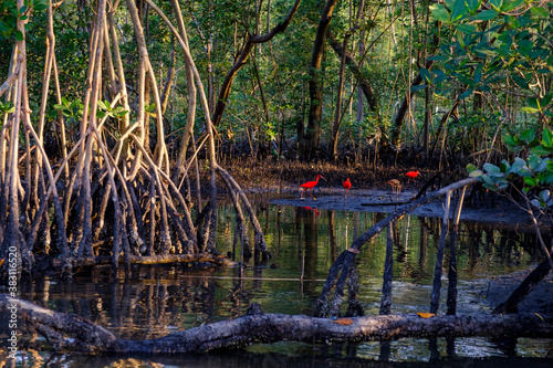 Fototapeta Naklejka Na Ścianę i Meble -  mangrove