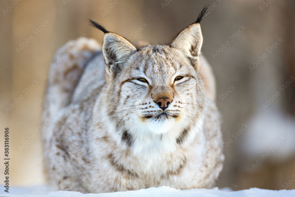 Fototapeta premium Closeup of Eurasian lynx relaxing on snow