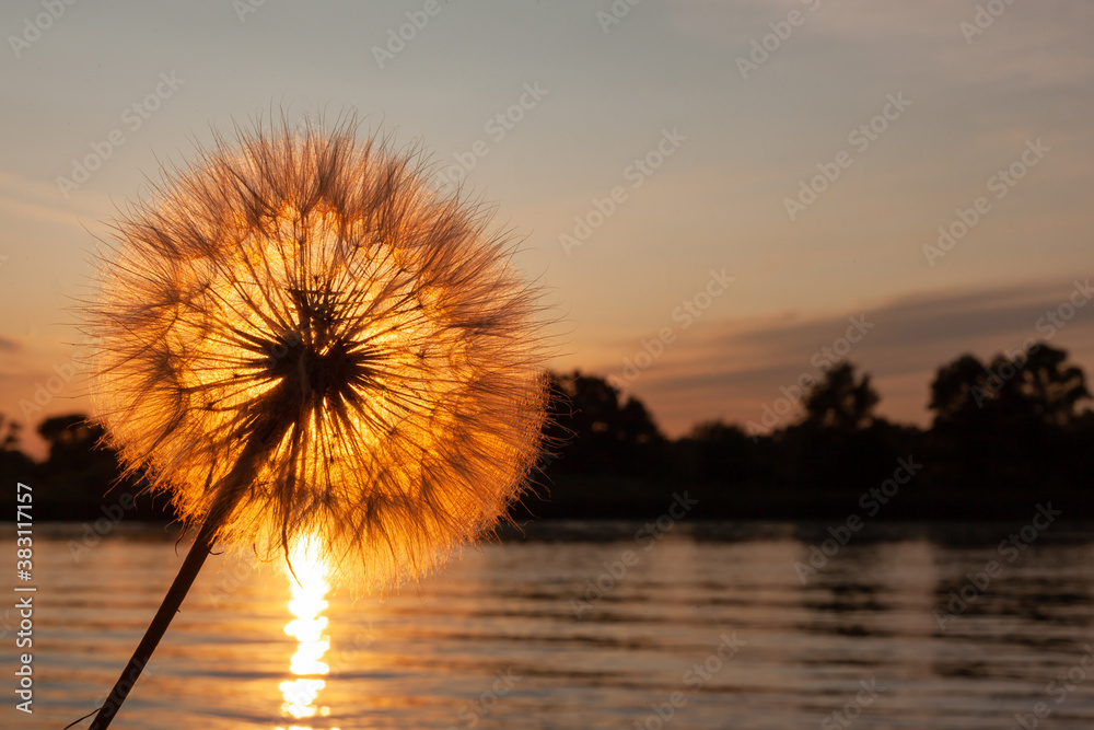 big dandelion against the sunset, in the background the river and forest