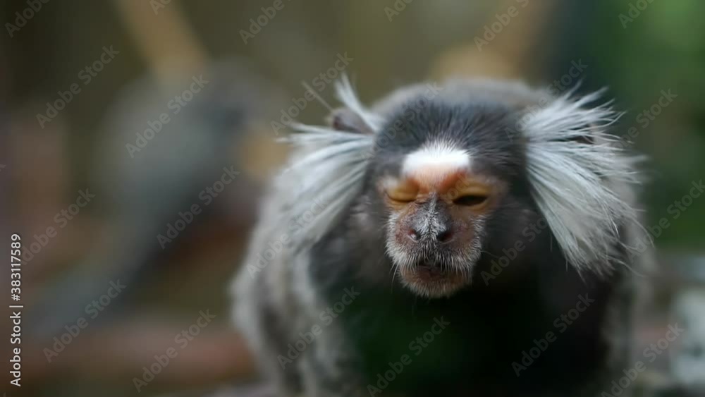 Close-up of a saugi monkey at the zoo. Close-up of a saugi monkey at the zoo.