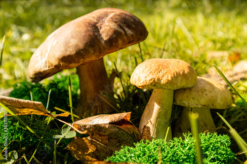 Autumn background with mushrooms. Cep mushroom growing in autumn forest. Mushroom boletus. Mushrooms in woods. Mushroom picking, harvest concept