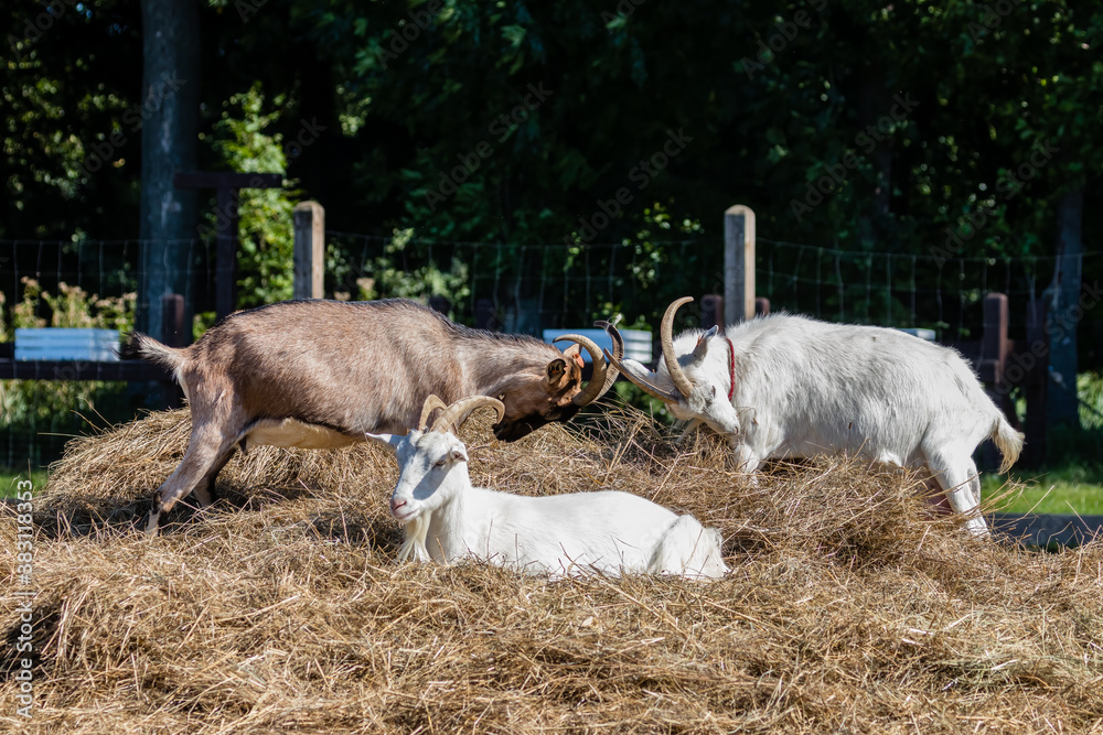 Zagroda - kozy Capra hircus w swoim gospodarstwie - krajobraz rolniczy, hodowla zwierząt domowych - obrazy, fototapety, plakaty 