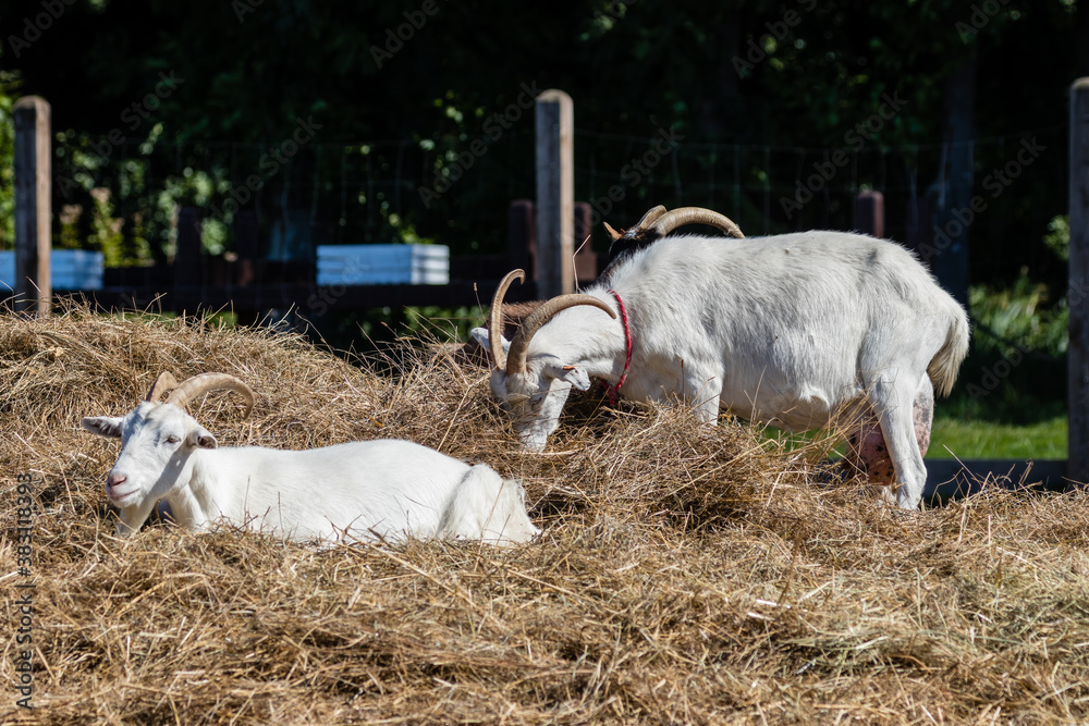 Zagroda - kozy Capra hircus w swoim gospodarstwie - hodowla zwierząt domowych - obrazy, fototapety, plakaty 