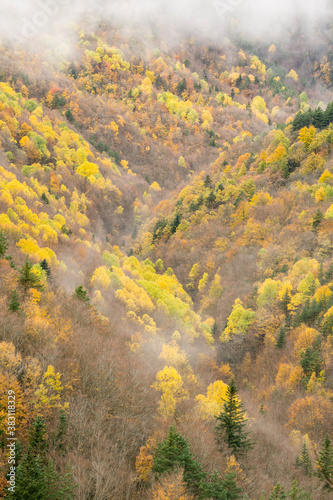 bosque de la Pardina del Señor  ( la Pardina Ballarín) , Fanlo, valle del Chate, Provincia de Huesca, Spain, europe photo