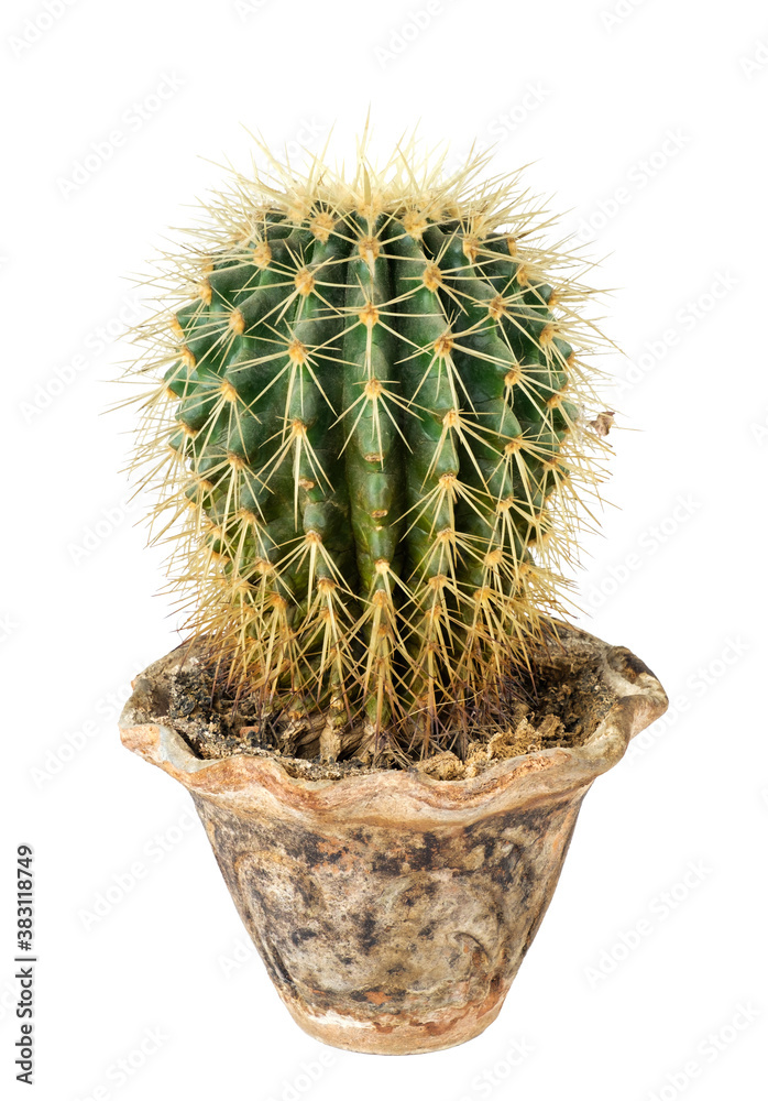 Potted cactus isolated on a white background Potted cactus isolated on a white background