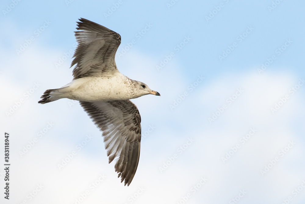 A juvinal laughing gull in flight at the beach at Amelia Island, Florida. A juvinal laughing gull in flight at the beach at Amelia Island, Florida.